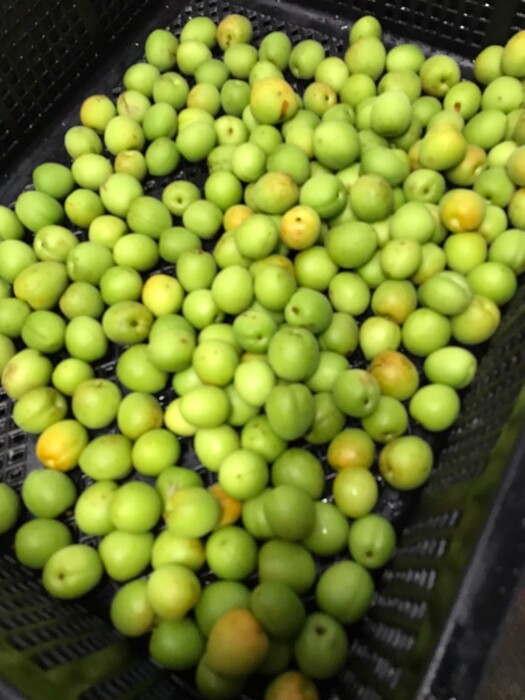 1110404-梅嶺走讀圖片