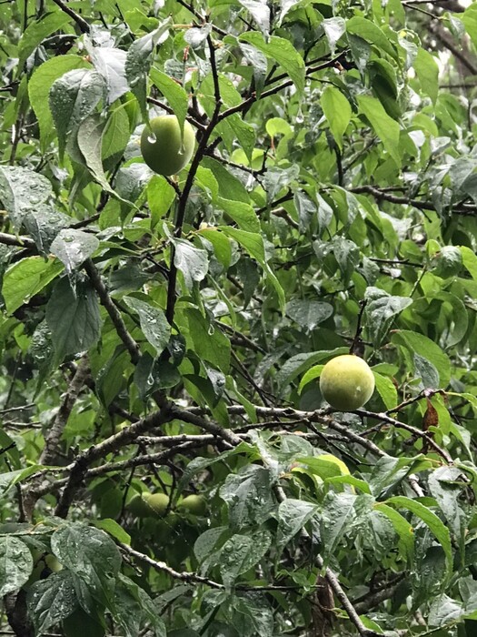 1110404-梅嶺走讀圖片